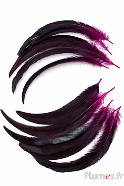Haan - 25-30 cm - zwart-fuchsia